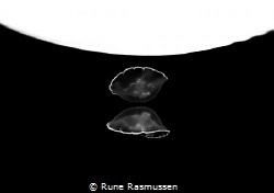 moon jelly reflecting itself in the surface of  the danis... by Rune Rasmussen 